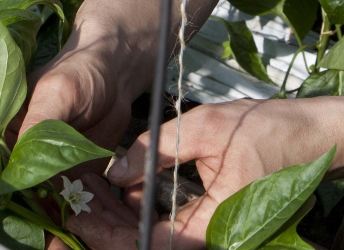 Banii europeni pentru afacerile mici si mijlocii in agricultura. Domeniile si sumele tintite de fermieri