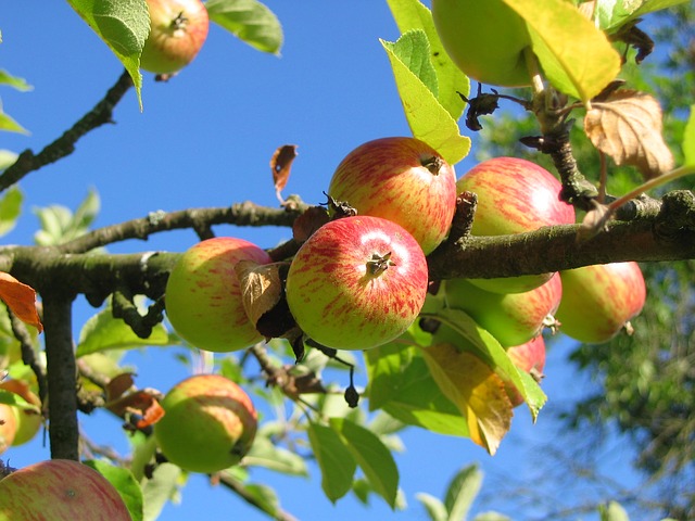 Cand vin banii de la UE pentru producatorii romani de fructe