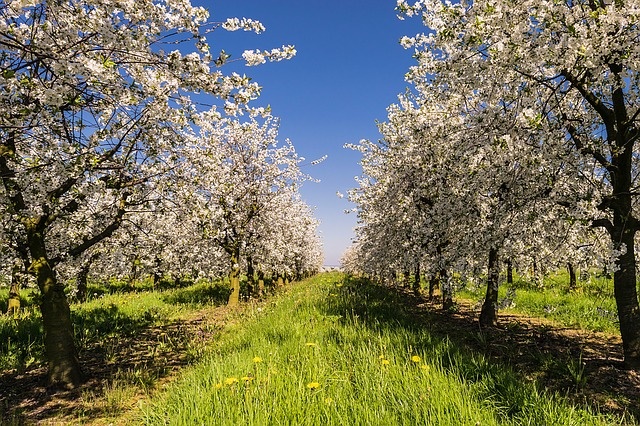 Ministerul Agriculturii: Strangem date in vederea unor eventuale ajutoare si scutiri de taxe pentru fermierii afectati de frigul din aprilie