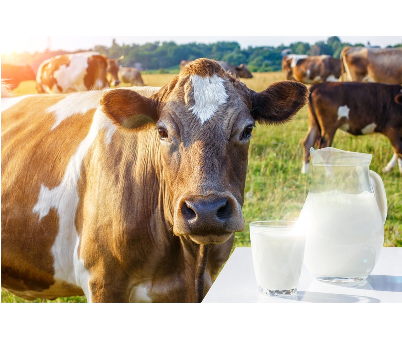 lapte-vaca-dreamstime
