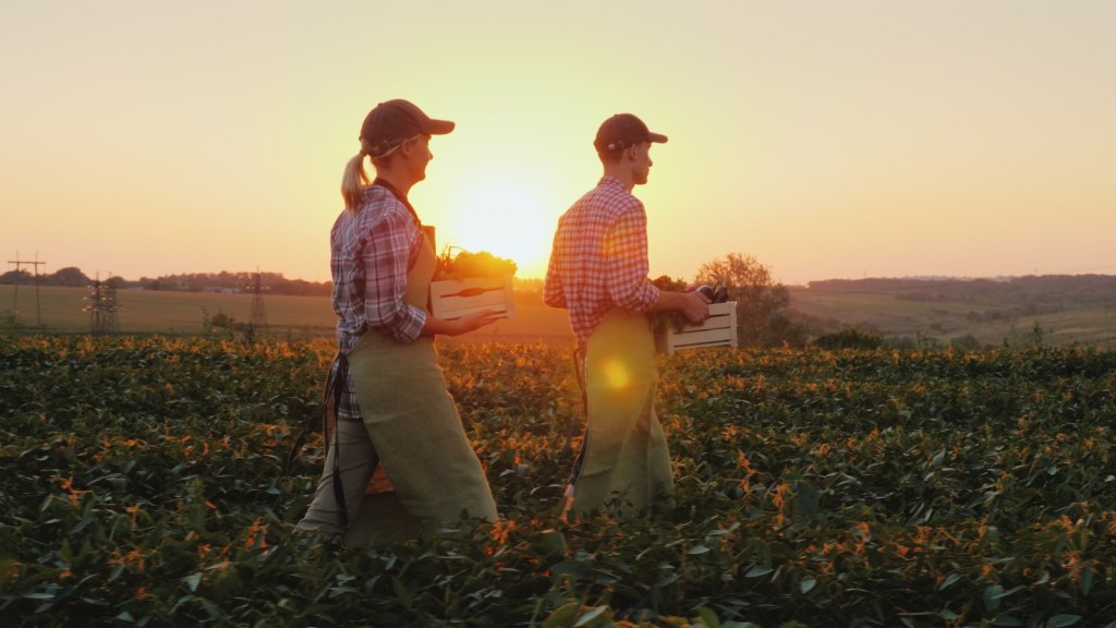 Doi fermieri mergând printre culturile agricole, cu coșuri de legume în mână