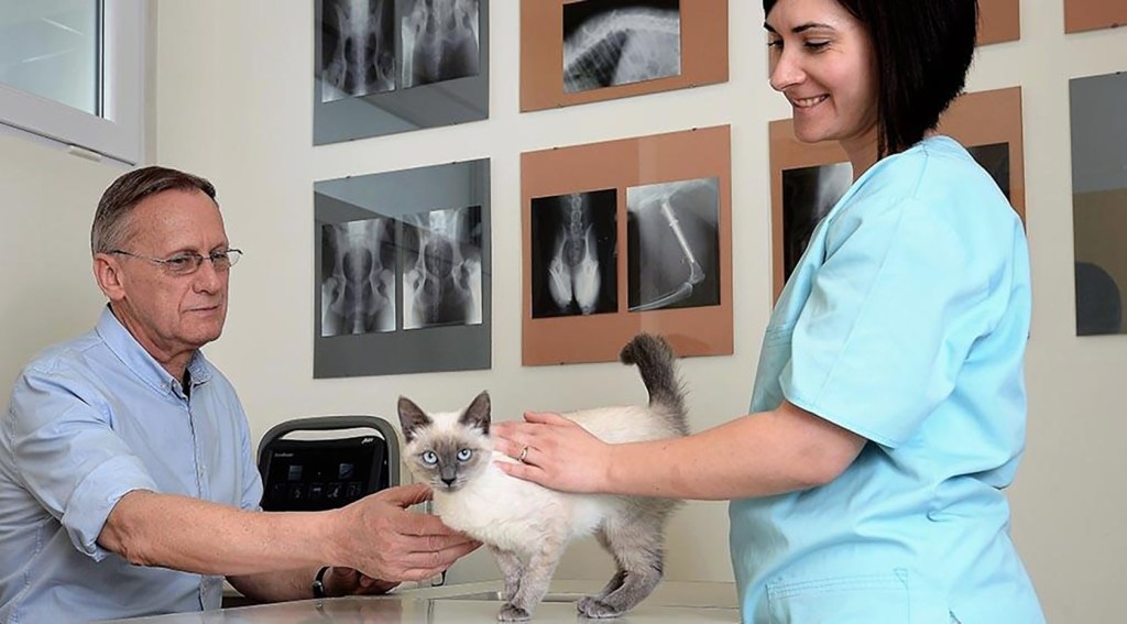 Clinica Veterinară Lempeș-Brașov