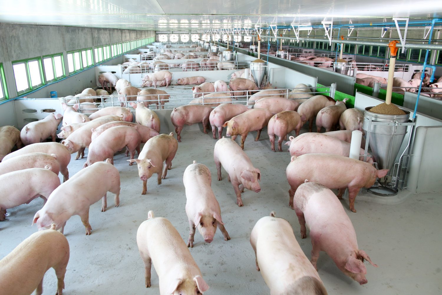 Porkprod, mare producător de carne de porc din vestul țării, a intrat în insolvență. Firma are datorii de peste 18 milioane EUR