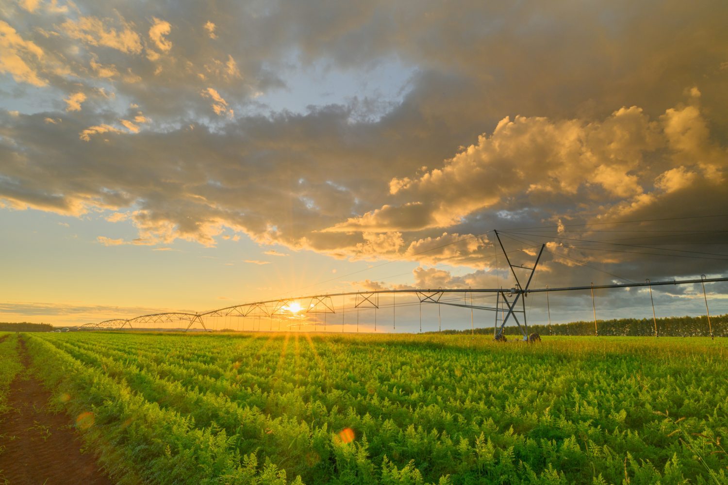 30 de companii olandeze își aduc tehnologiile agricole în România: roboți, irigații inteligente și agricultură de precizie